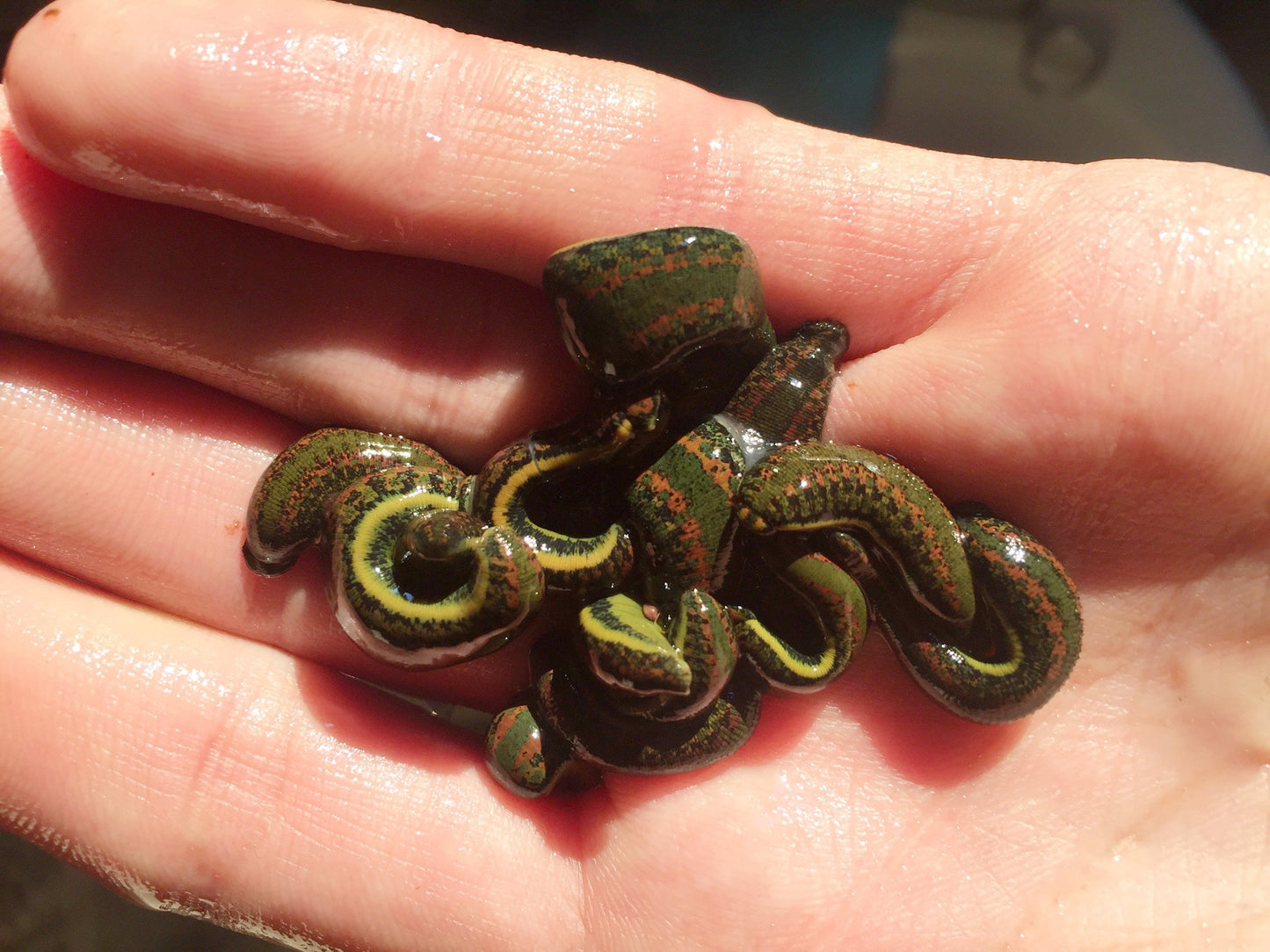 9 Small Hirudo Leeches