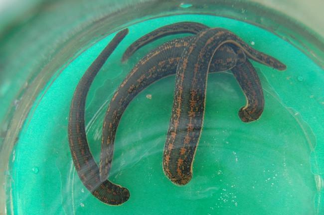 Bulk Hirudo Leeches on Sale