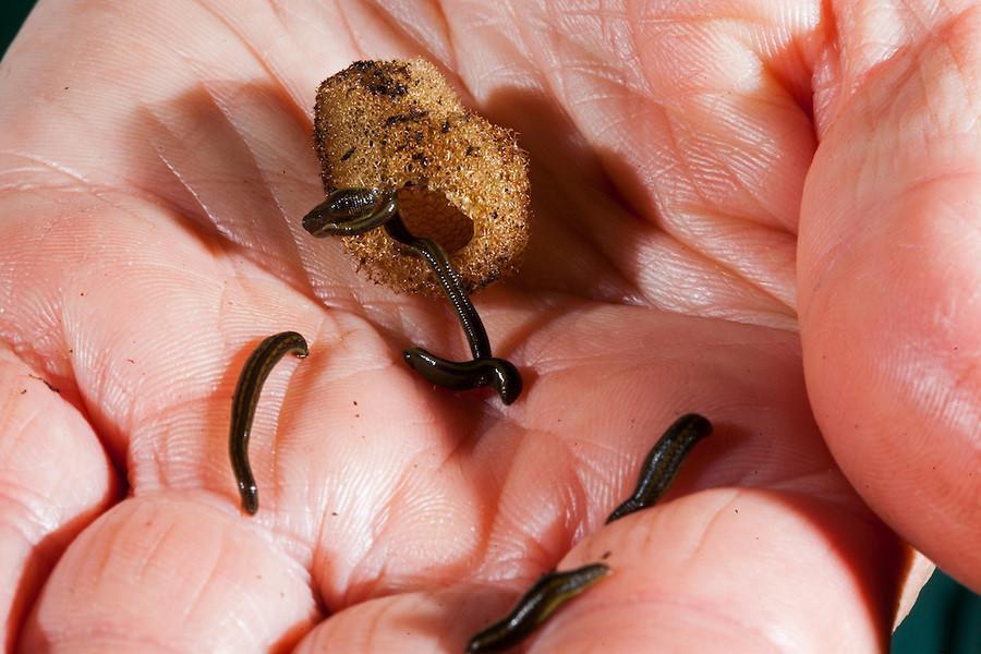 Baby Leech Hirudo 40-Pack